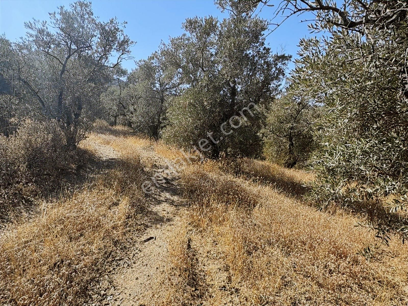 İzmir Ödemiş Bozcayaka 600 M2 Tek Tapu Köye Yakın Ulaşımı Olan - Görsel 20
