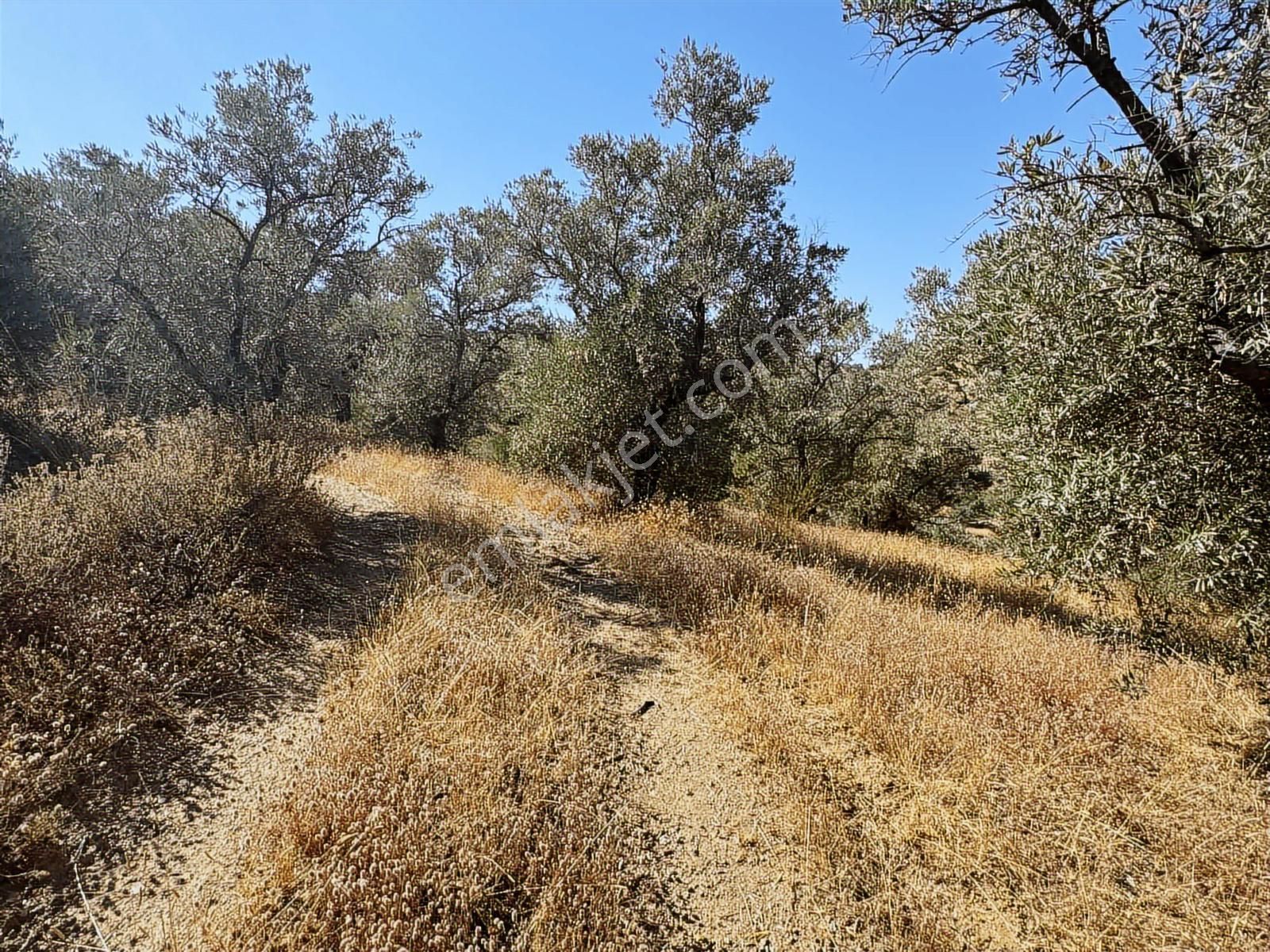 İzmir Ödemiş Bozcayaka 600 M2 Tek Tapu Köye Yakın Ulaşımı Olan - Görsel 18