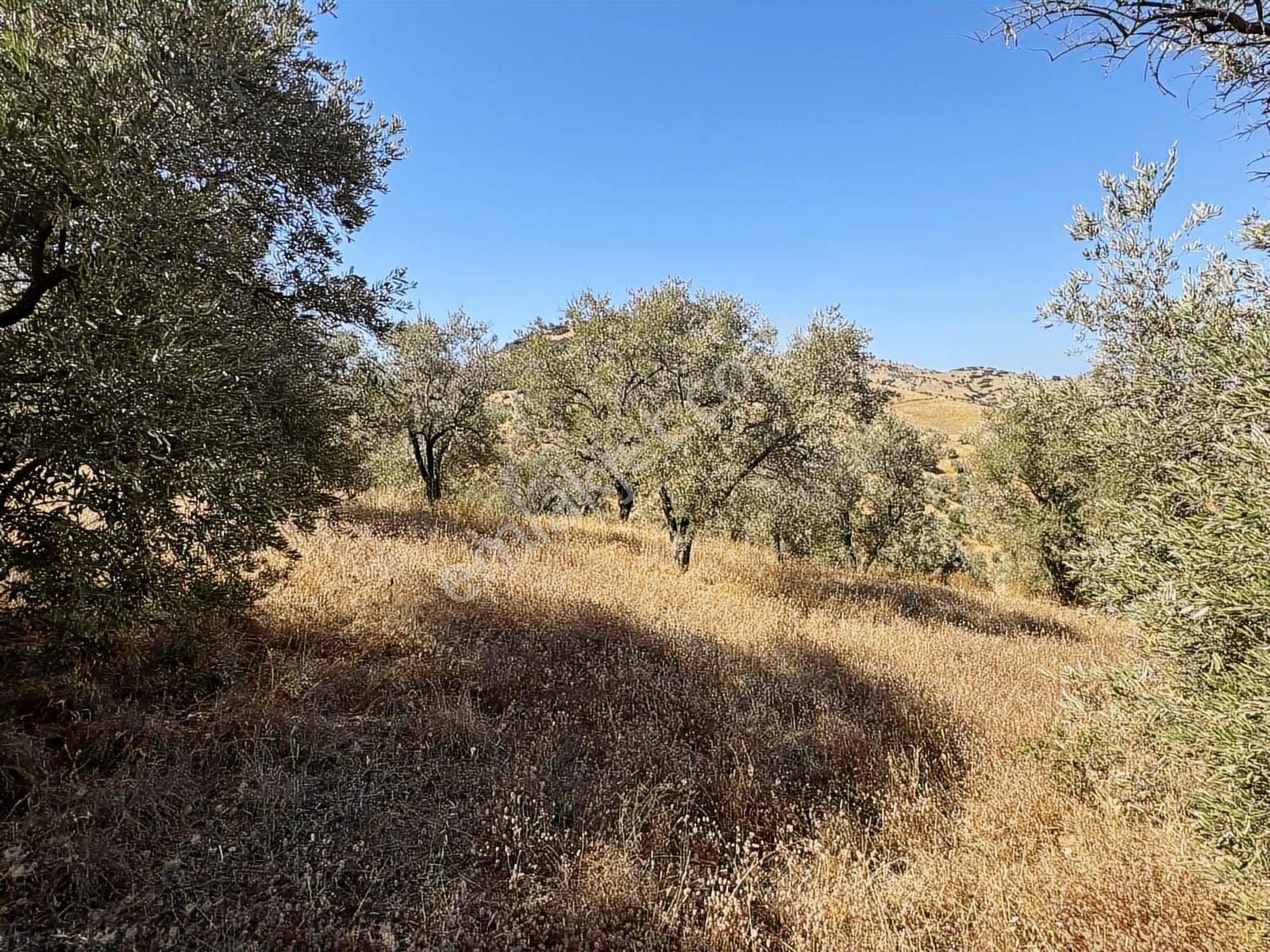 İzmir Ödemiş Bozcayaka 600 M2 Tek Tapu Köye Yakın Ulaşımı Olan - Görsel 16
