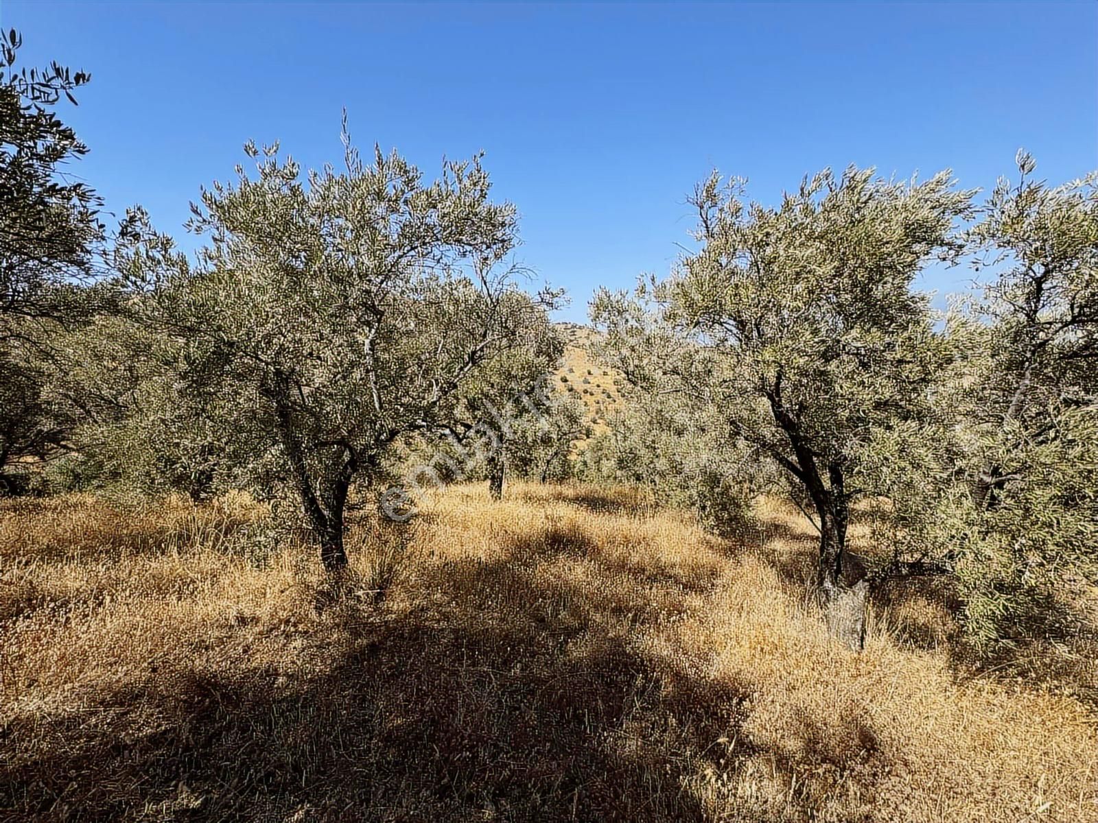 İzmir Ödemiş Bozcayaka 600 M2 Tek Tapu Köye Yakın Ulaşımı Olan - Görsel 31