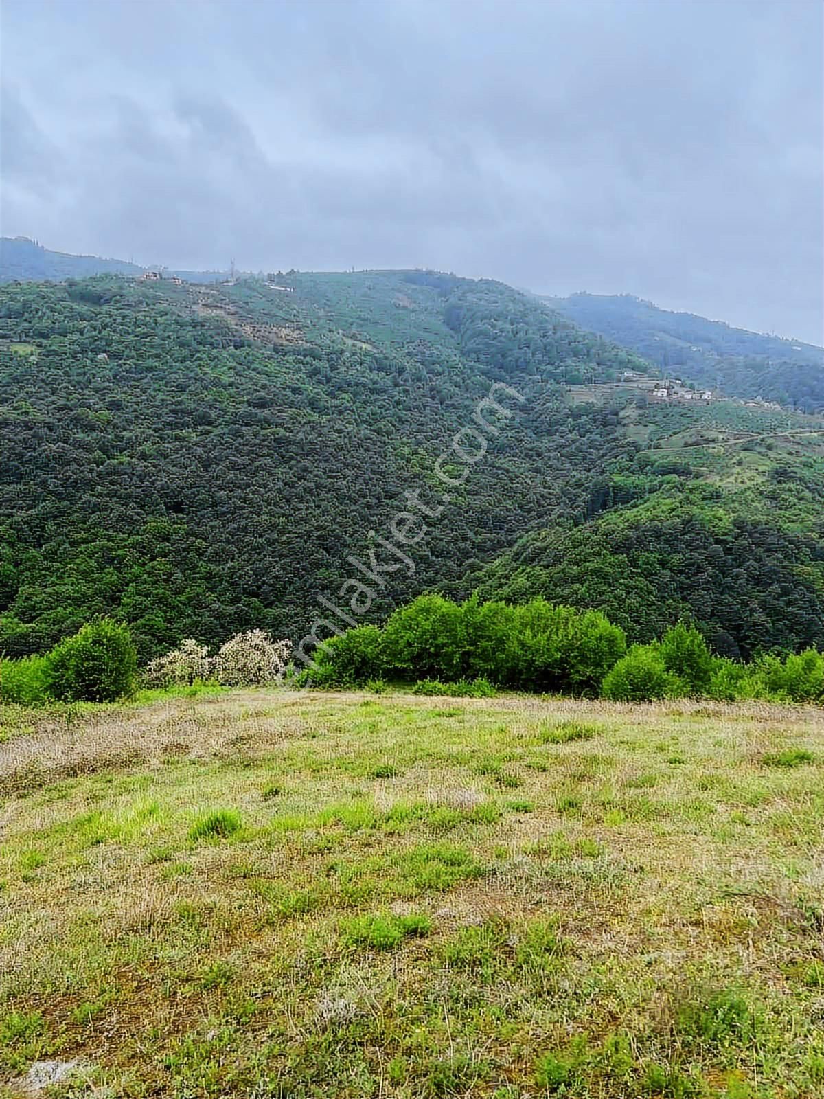 Samsun Canik Alibeyli Tek Tapu Yola Cephe Olan 4.888 M2 Satılık - Görsel 2