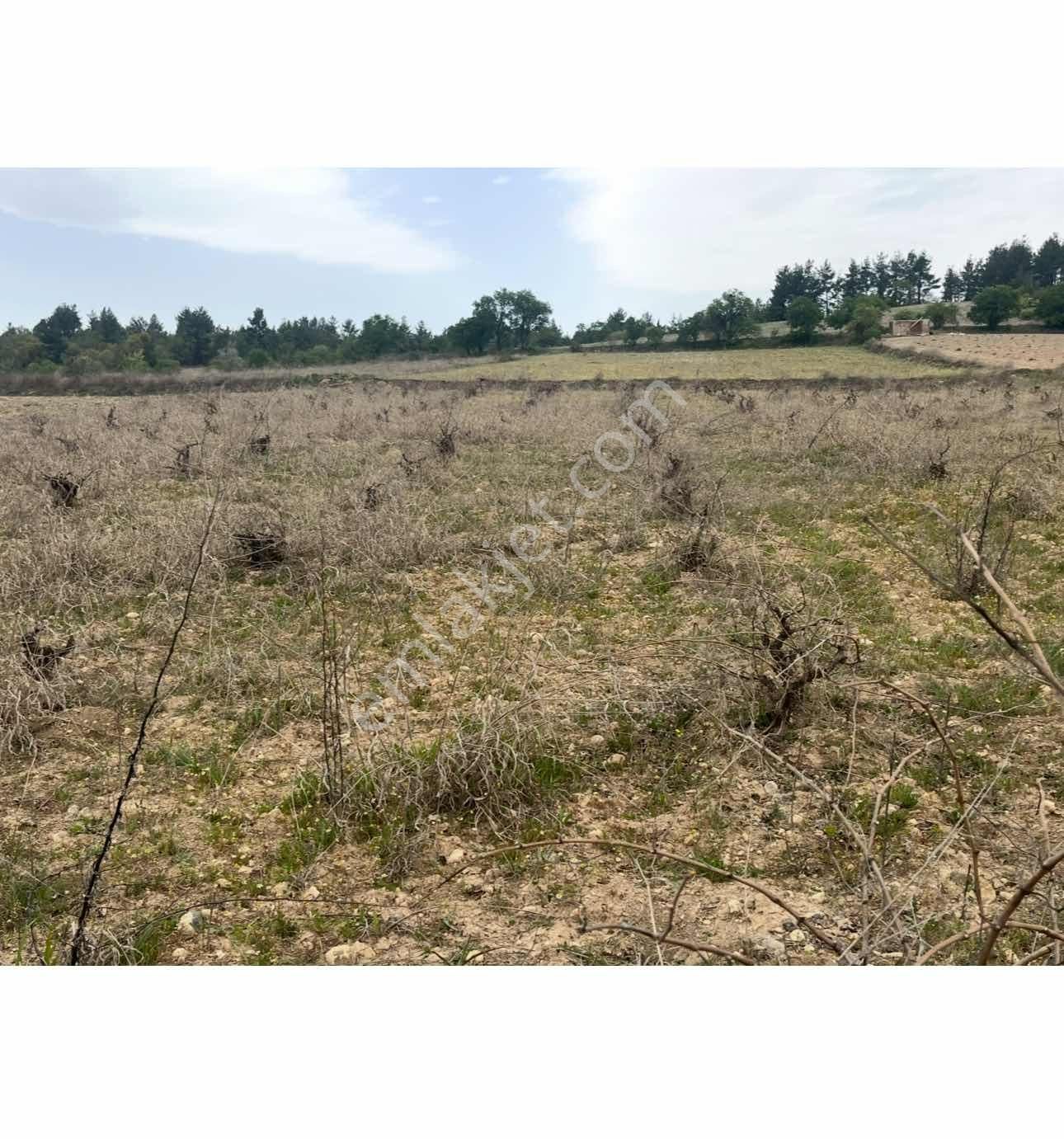 2296 Bağ.köye Yakın .düz Arazi.tek Tapu - Görsel 7