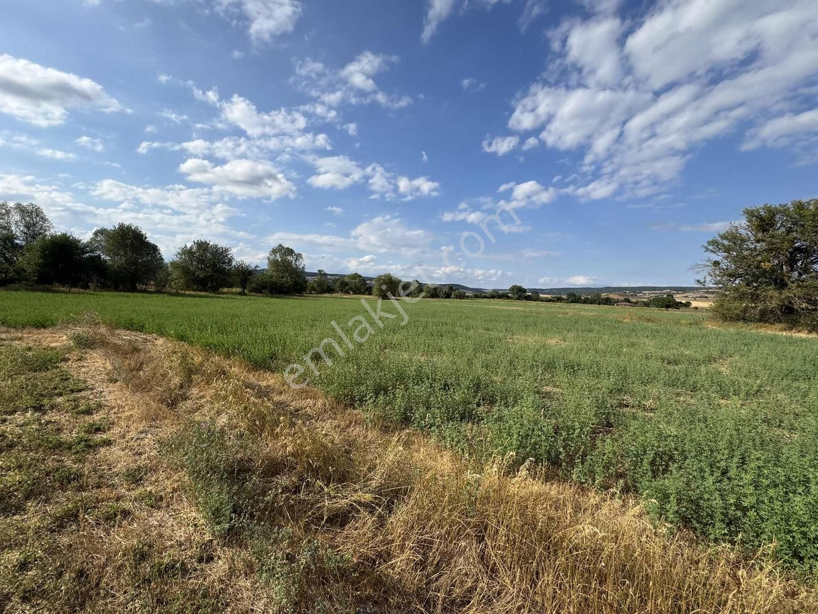 Kastamonu Merkez Şeyh Köyü 10.035 M2 Tek Tapu Fırsat Mülk - Görsel 6