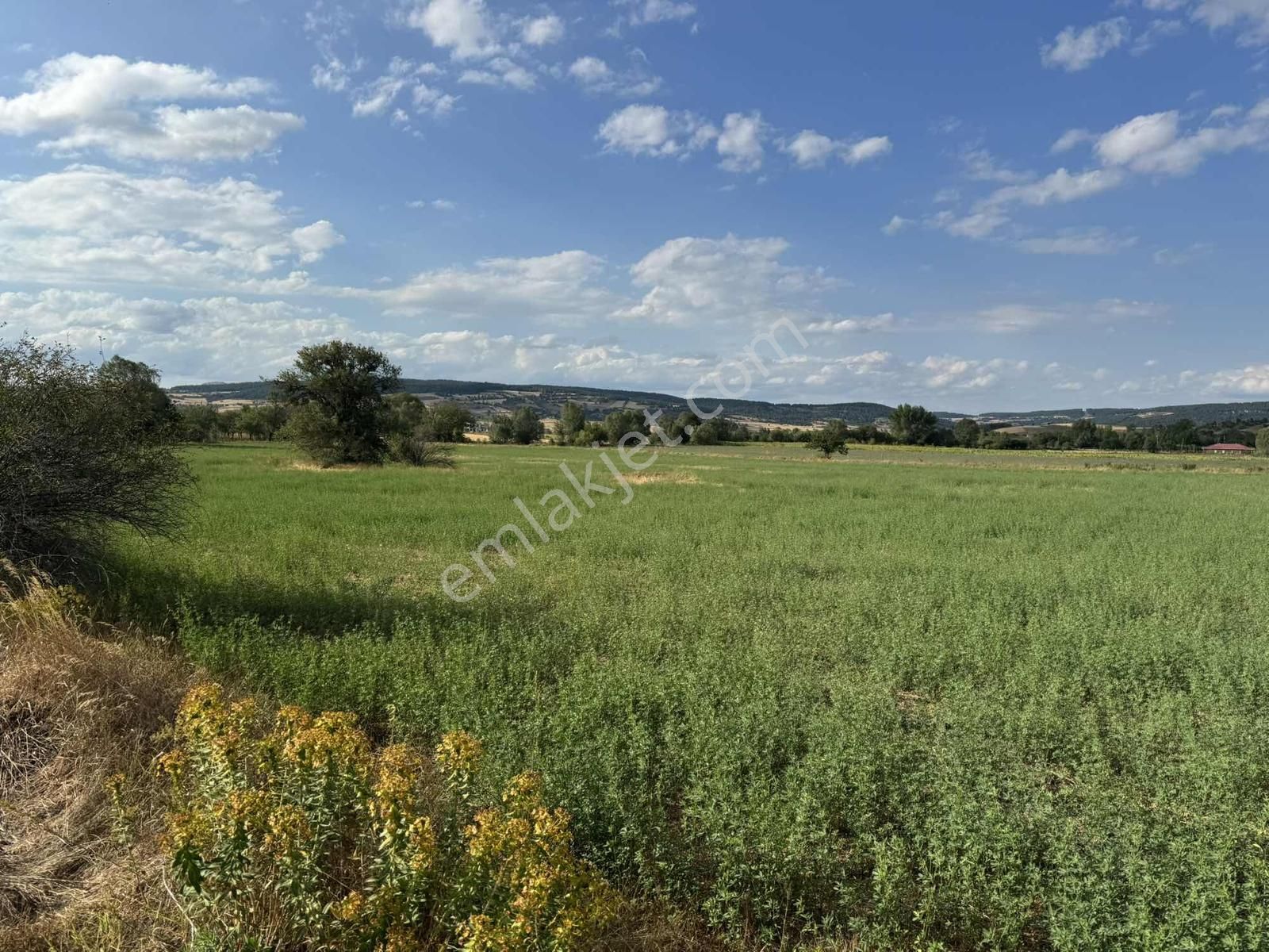 Kastamonu Merkez Şeyh Köyü 10.035 M2 Tek Tapu Fırsat Mülk - Görsel 35