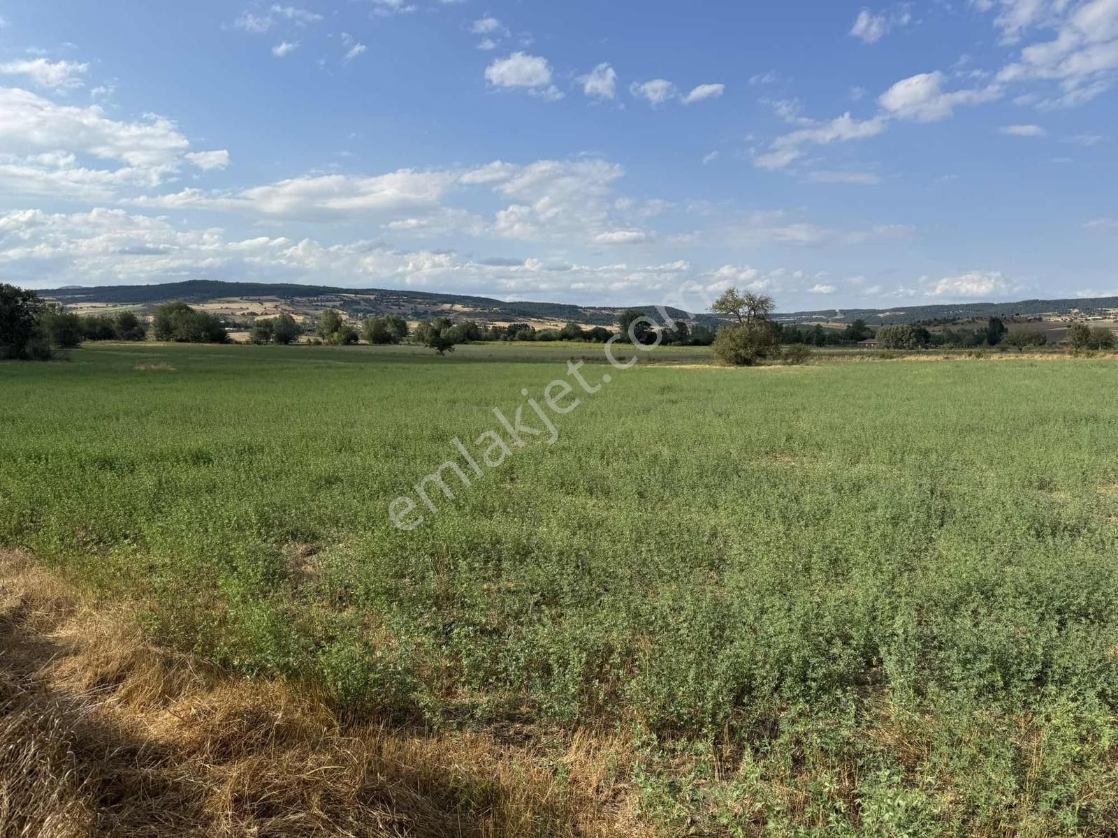 Kastamonu Merkez Şeyh Köyü 10.035 M2 Tek Tapu Fırsat Mülk