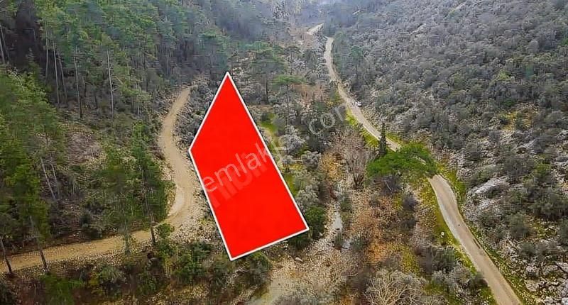 07 Truva Emlaktan Kumluca Çayiçinde Satılık Zeytinlik - Görsel 4