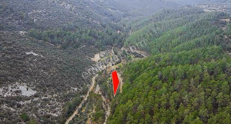 07 Truva Emlaktan Kumluca Çayiçinde Satılık Zeytinlik - Görsel 6