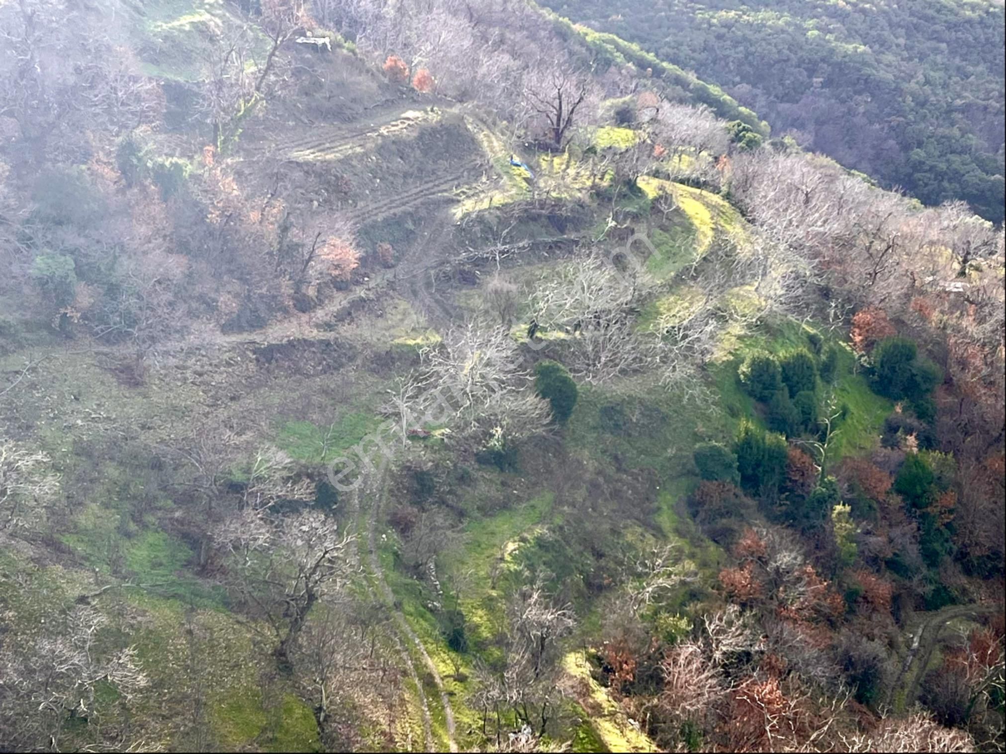 Şahin Gayrimenkul Den Cambazlı Köyünde Satılık 478m2 Kestane Bahçesi