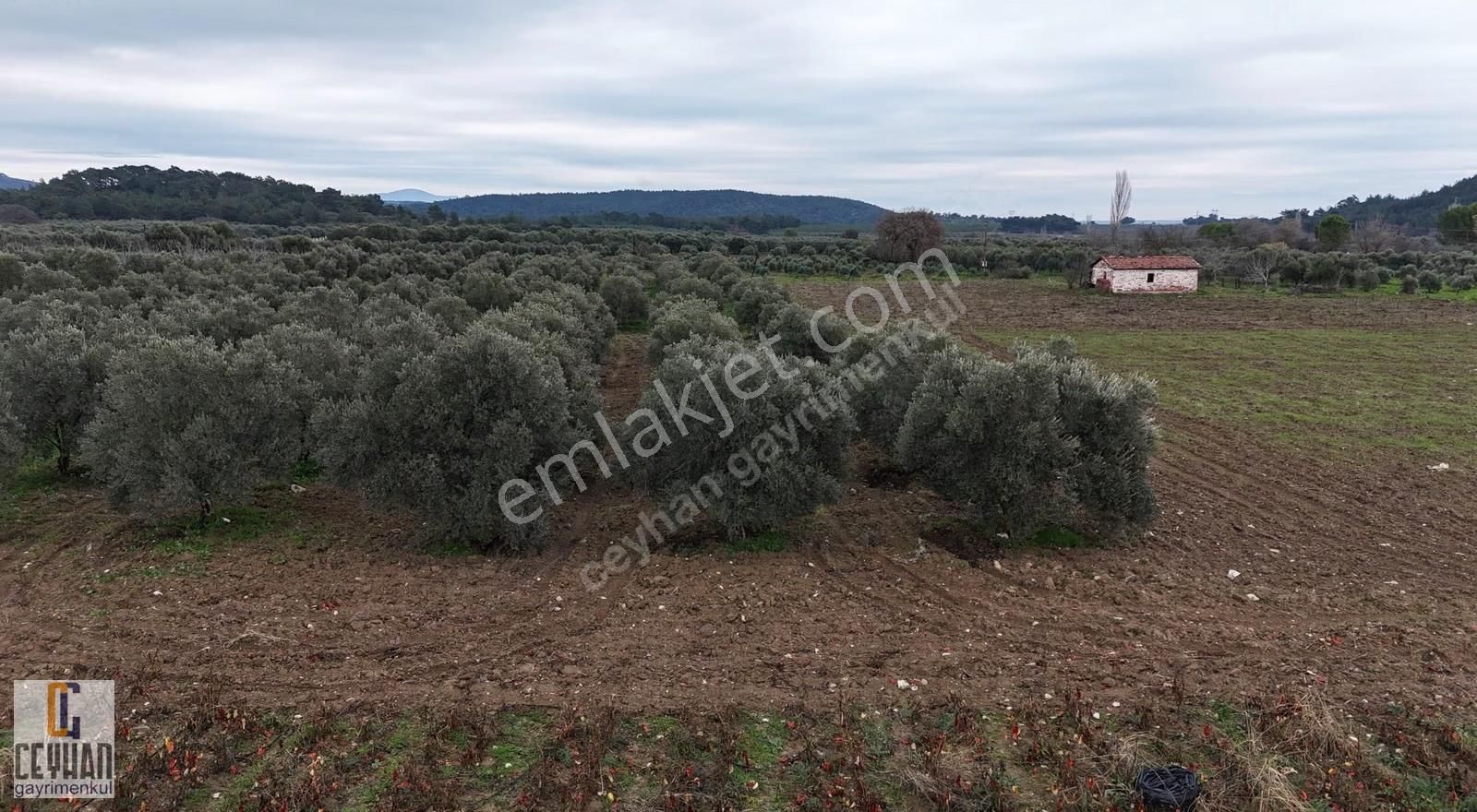 Büknüş' Te Satılık Zeytinli Tarla - Görsel 3