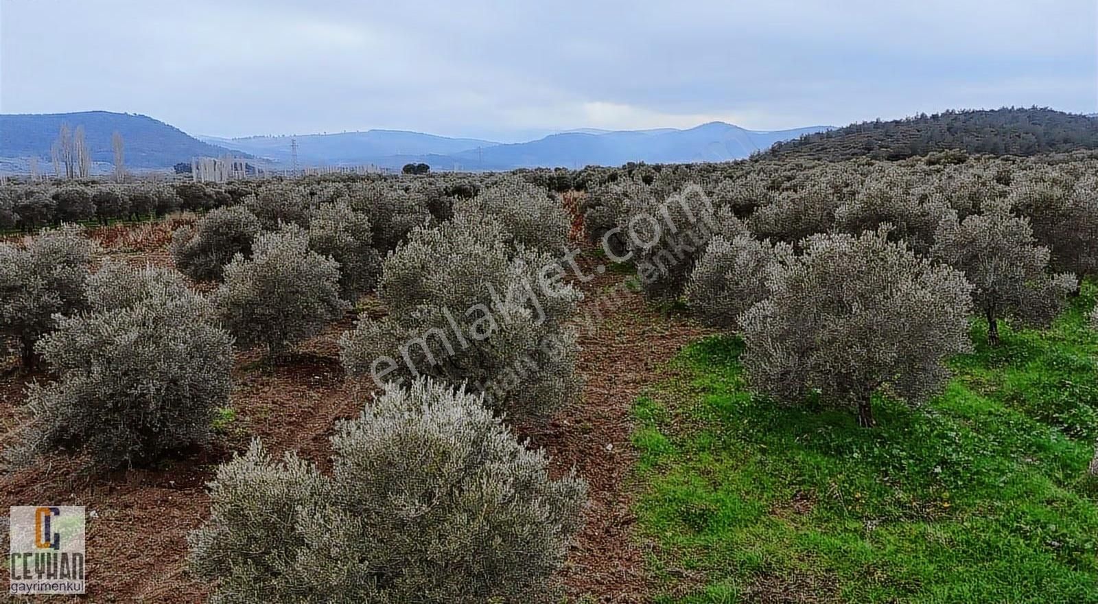 Büknüş' Te Satılık Zeytinli Tarla - Görsel 13