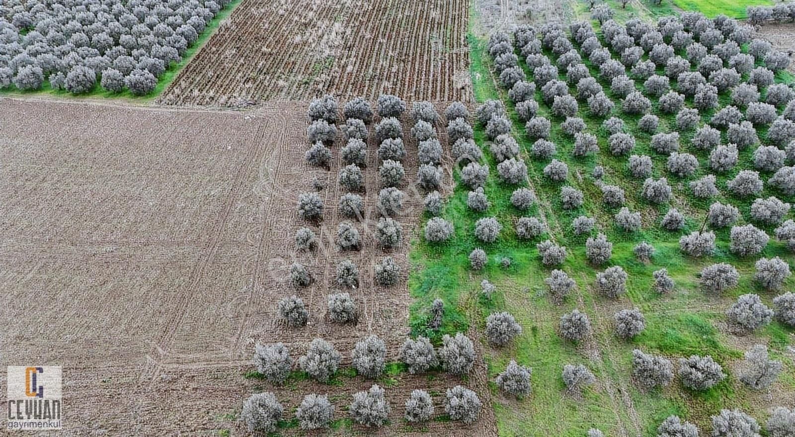 Büknüş' Te Satılık Zeytinli Tarla - Görsel 15