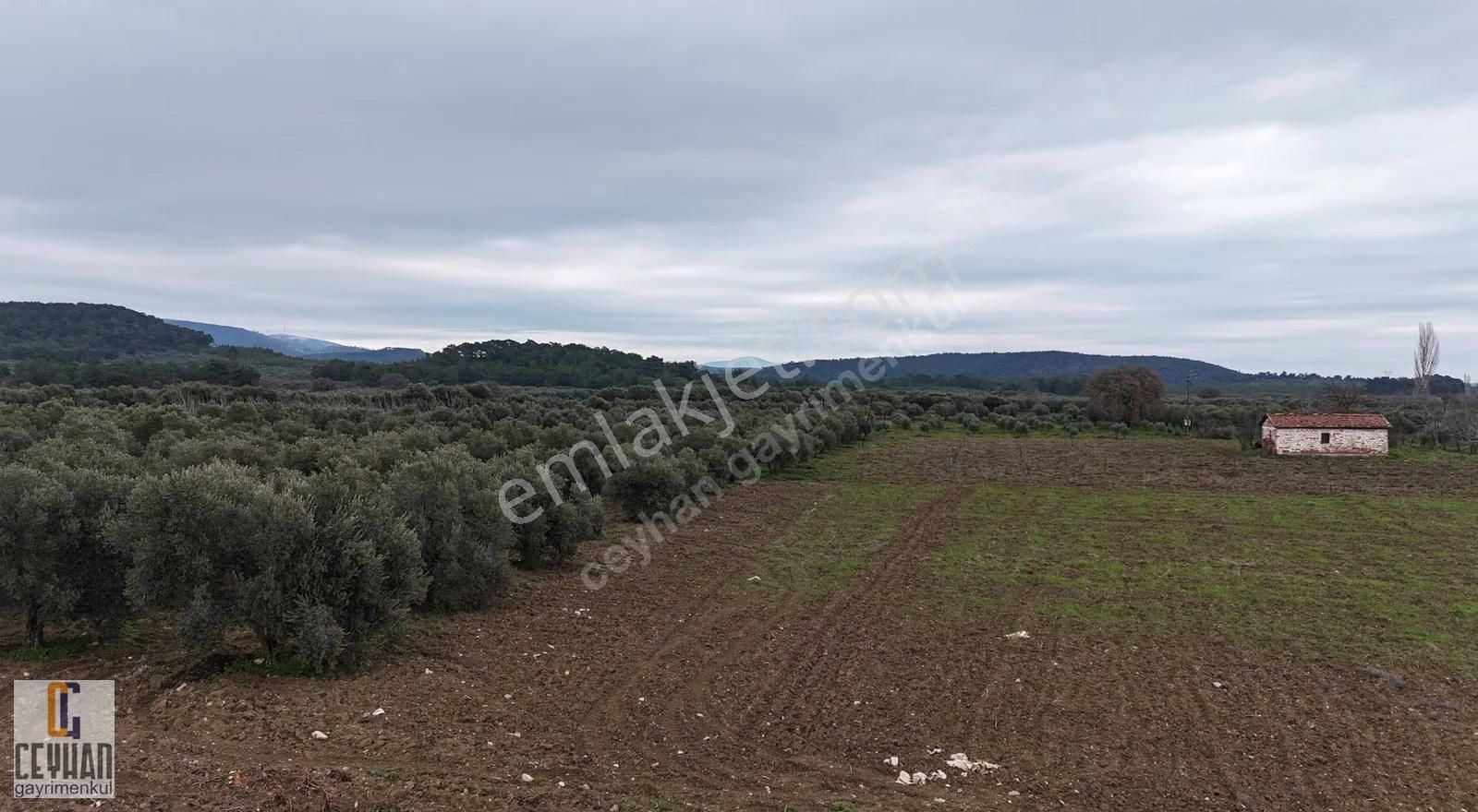 Büknüş' Te Satılık Zeytinli Tarla - Görsel 2
