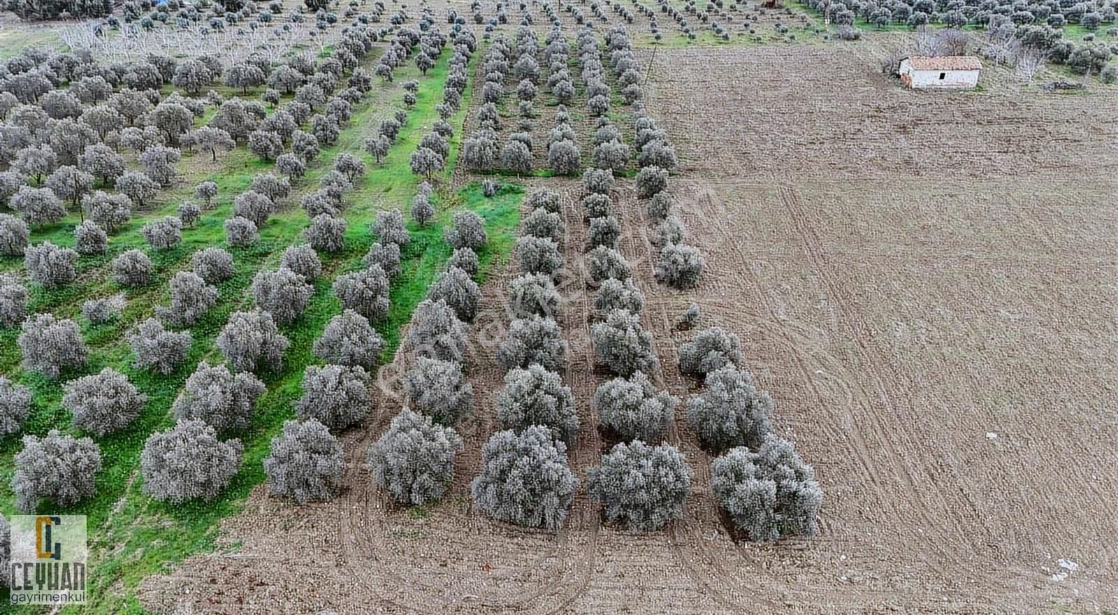 Büknüş' Te Satılık Zeytinli Tarla - Görsel 14