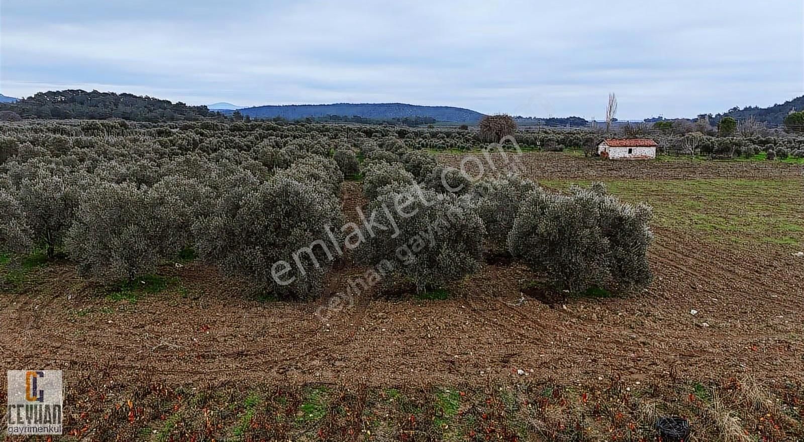 Büknüş' Te Satılık Zeytinli Tarla - Görsel 26