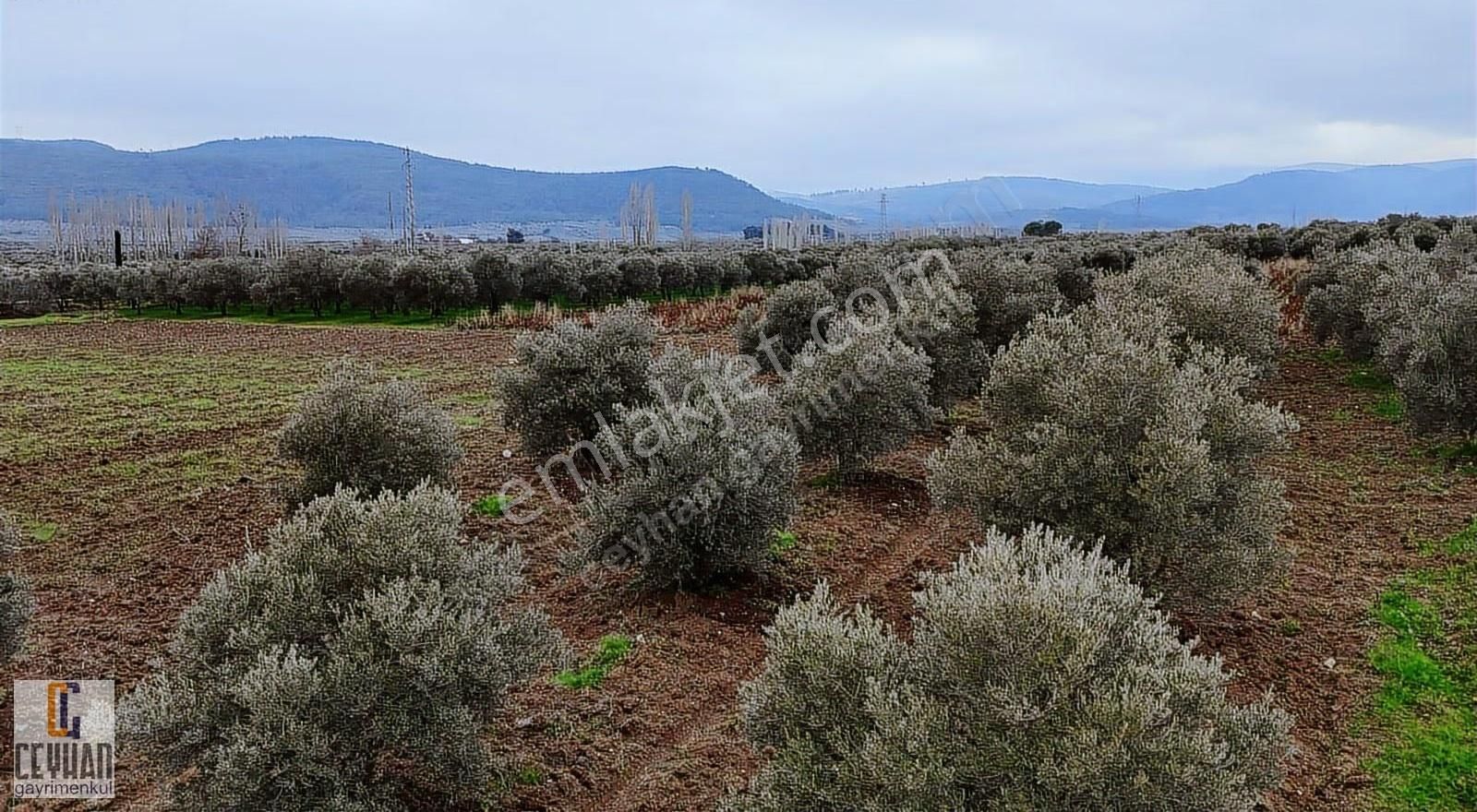 Büknüş' Te Satılık Zeytinli Tarla - Görsel 9