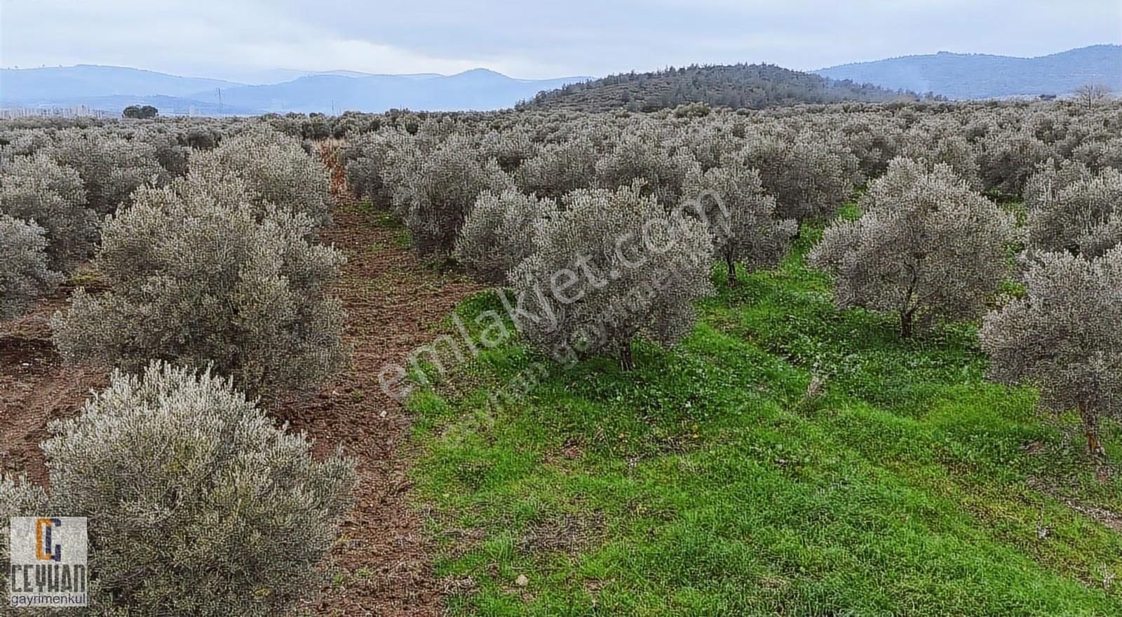 Büknüş' Te Satılık Zeytinli Tarla - Görsel 6
