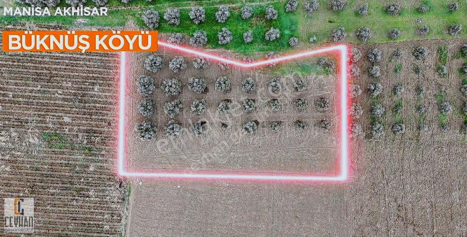 Büknüş' Te Satılık Zeytinli Tarla