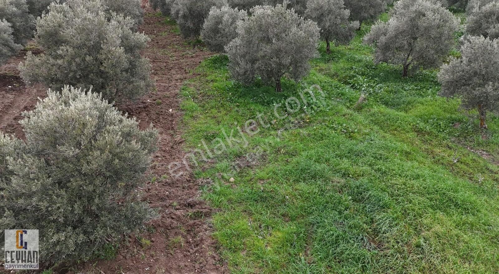 Büknüş' Te Satılık Zeytinli Tarla - Görsel 4