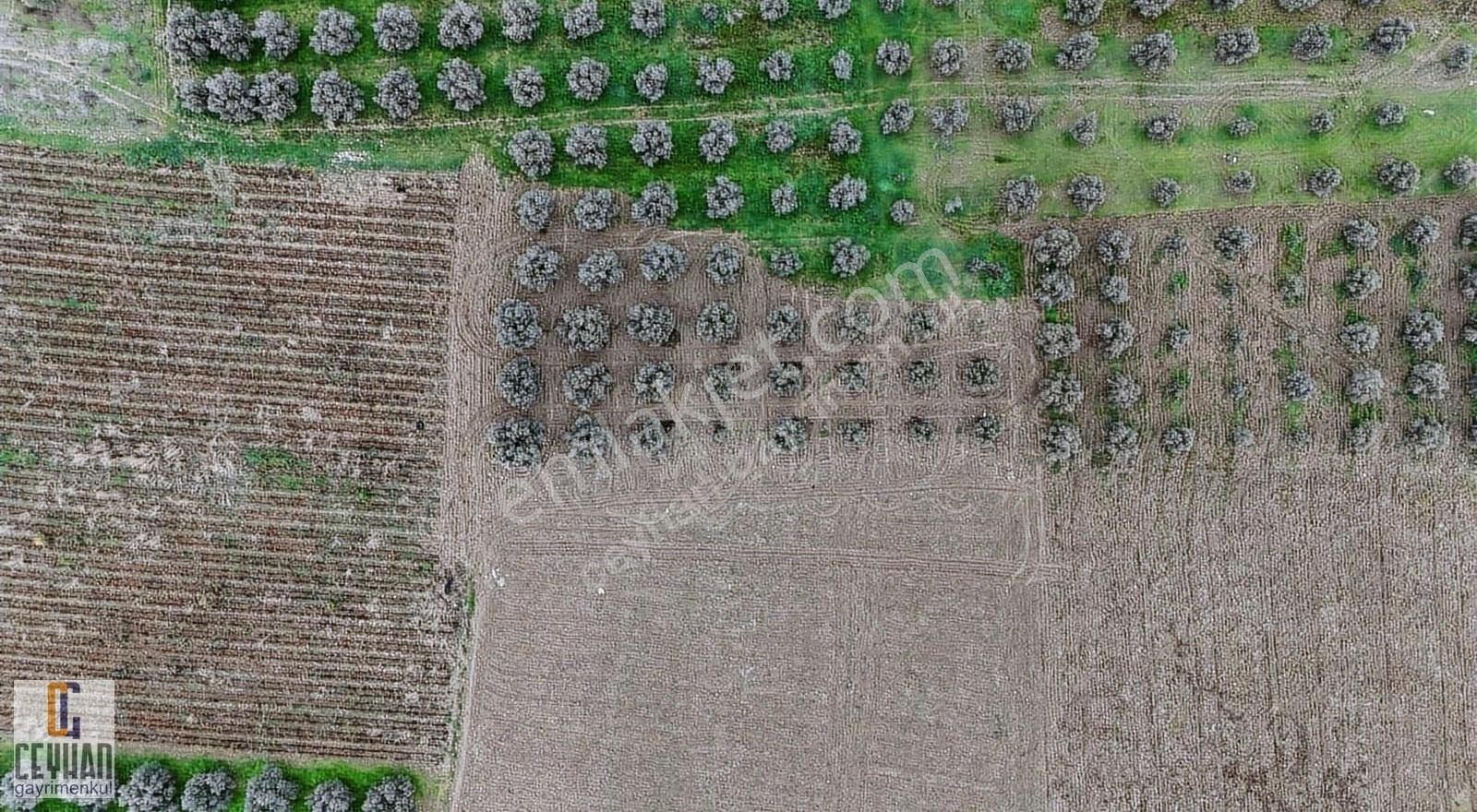 Büknüş' Te Satılık Zeytinli Tarla - Görsel 21