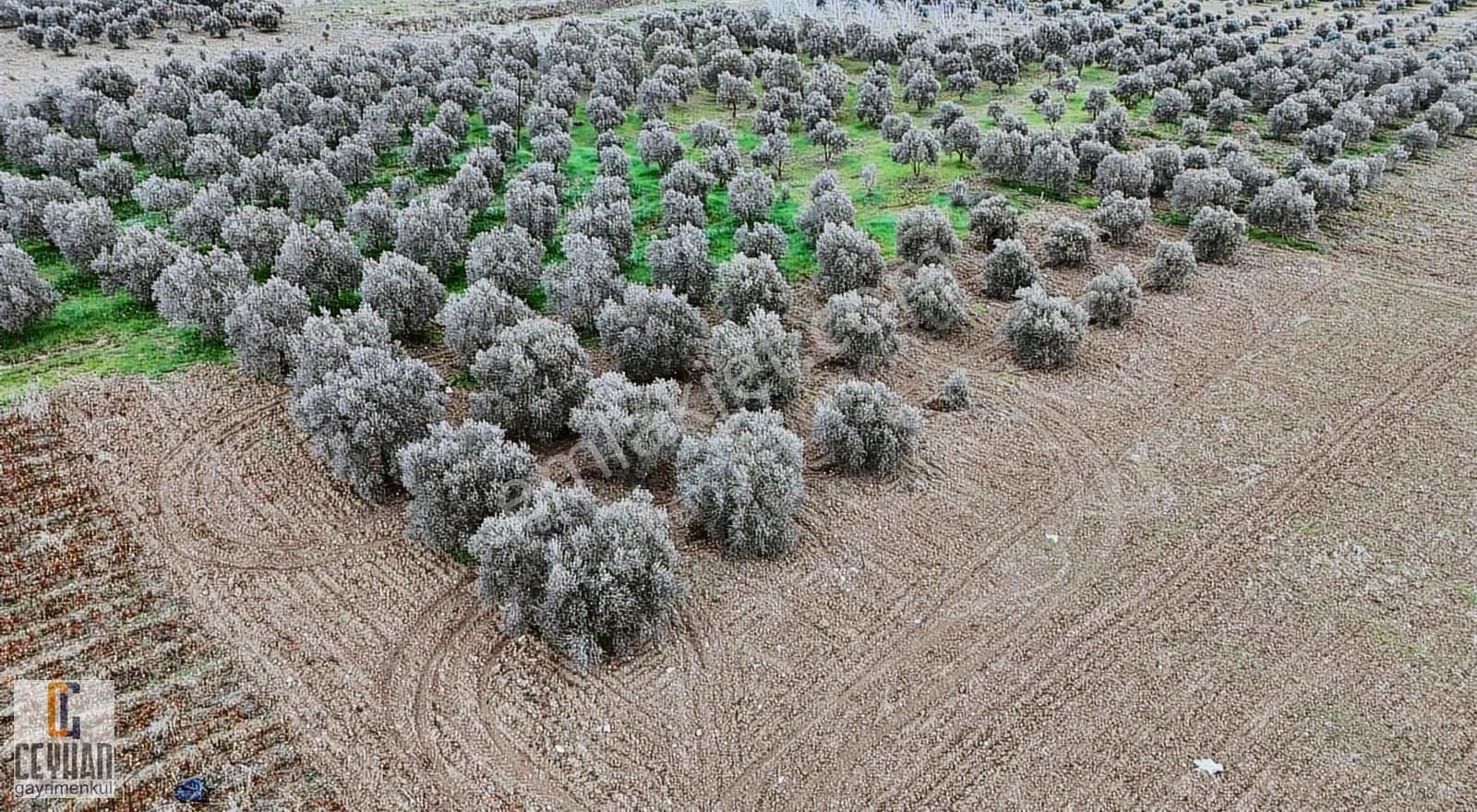 Büknüş' Te Satılık Zeytinli Tarla - Görsel 20