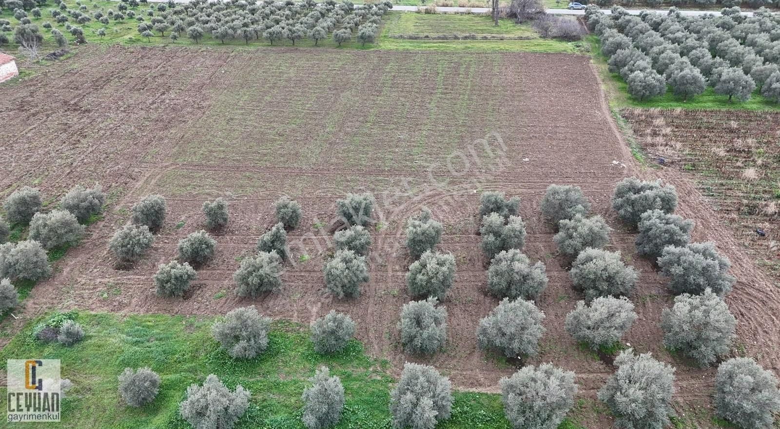 Büknüş' Te Satılık Zeytinli Tarla - Görsel 17