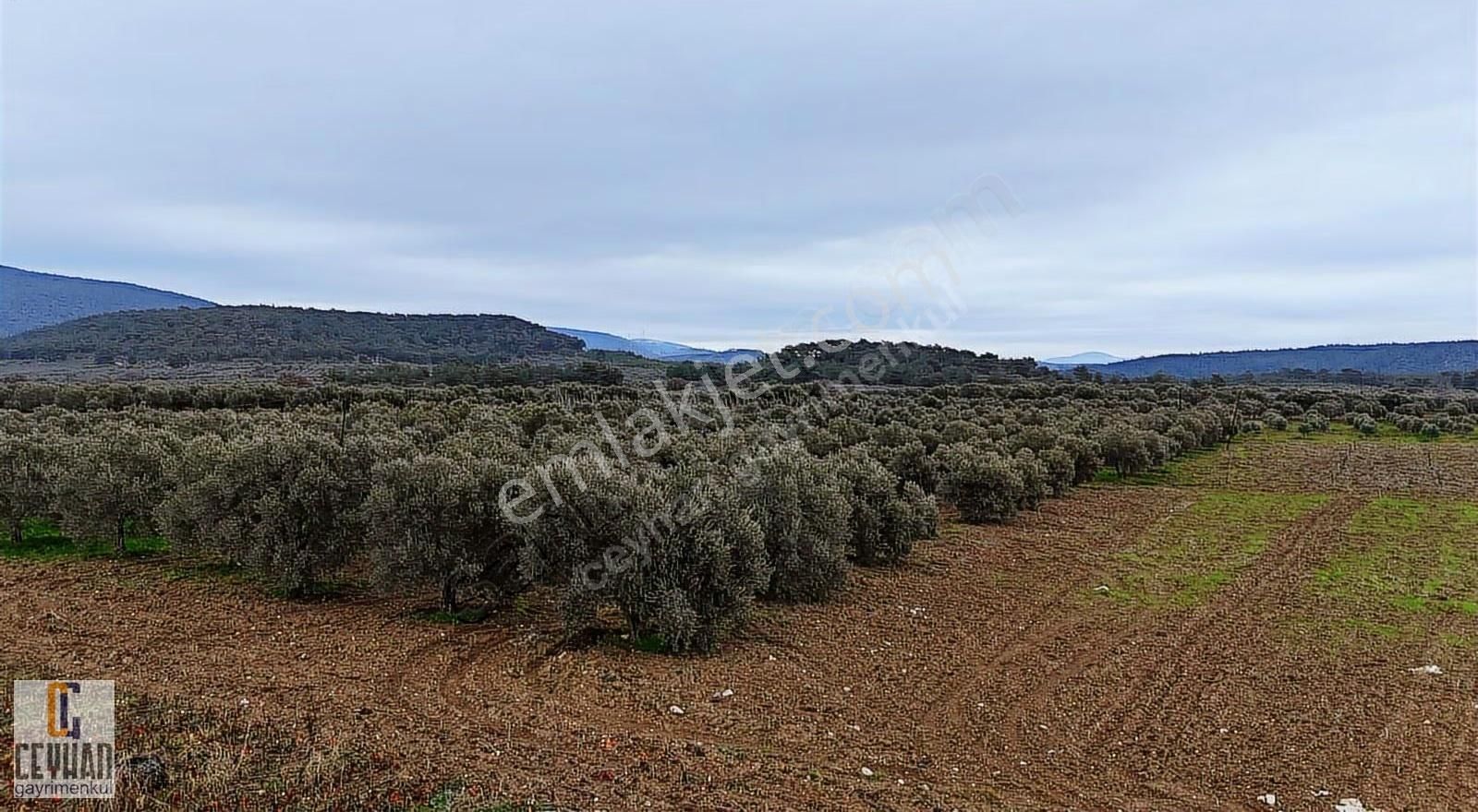 Büknüş' Te Satılık Zeytinli Tarla - Görsel 18