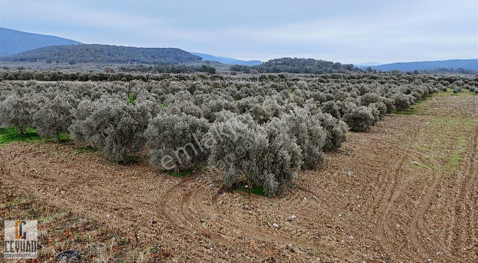 Büknüş' Te Satılık Zeytinli Tarla - Görsel 7