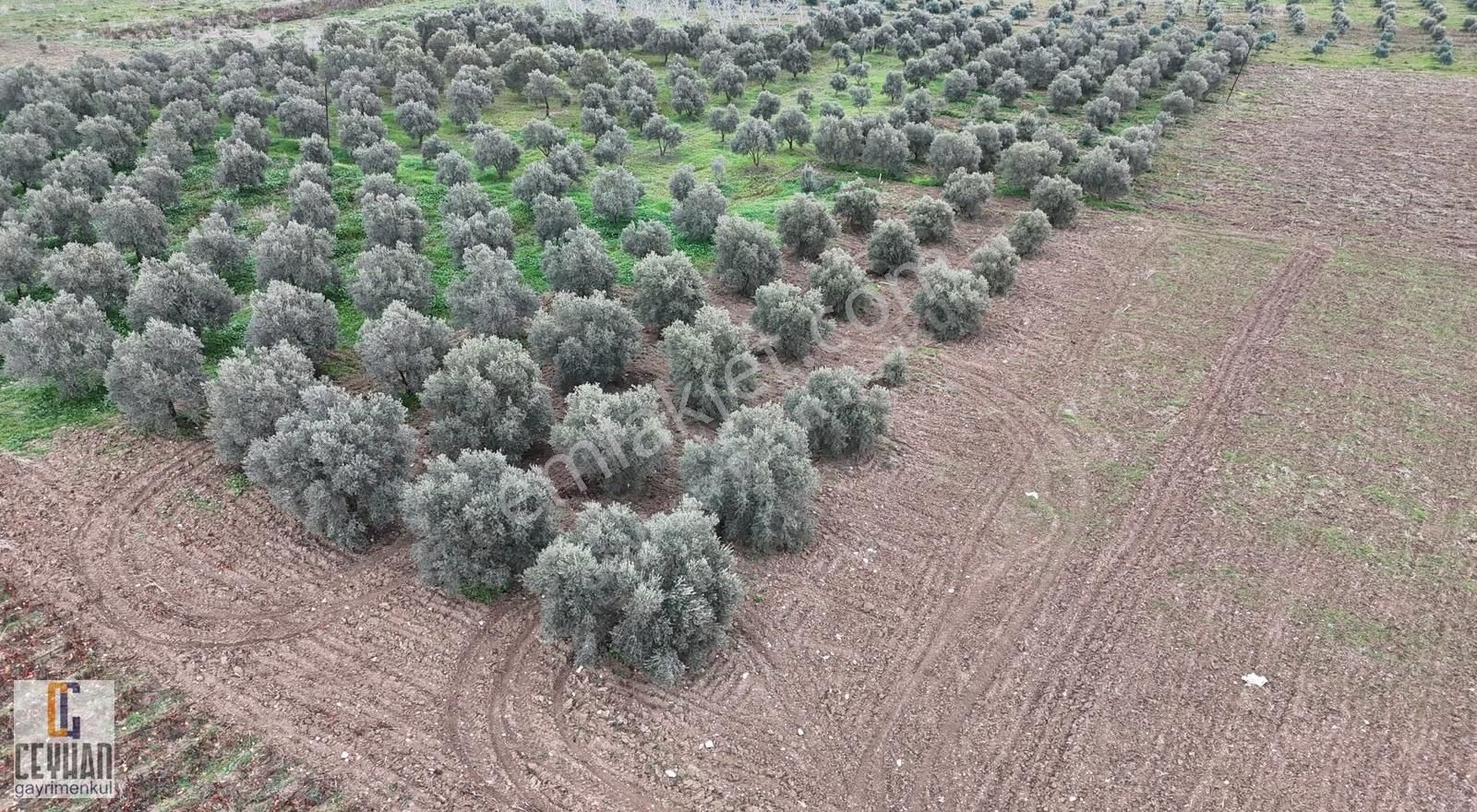 Büknüş' Te Satılık Zeytinli Tarla - Görsel 19