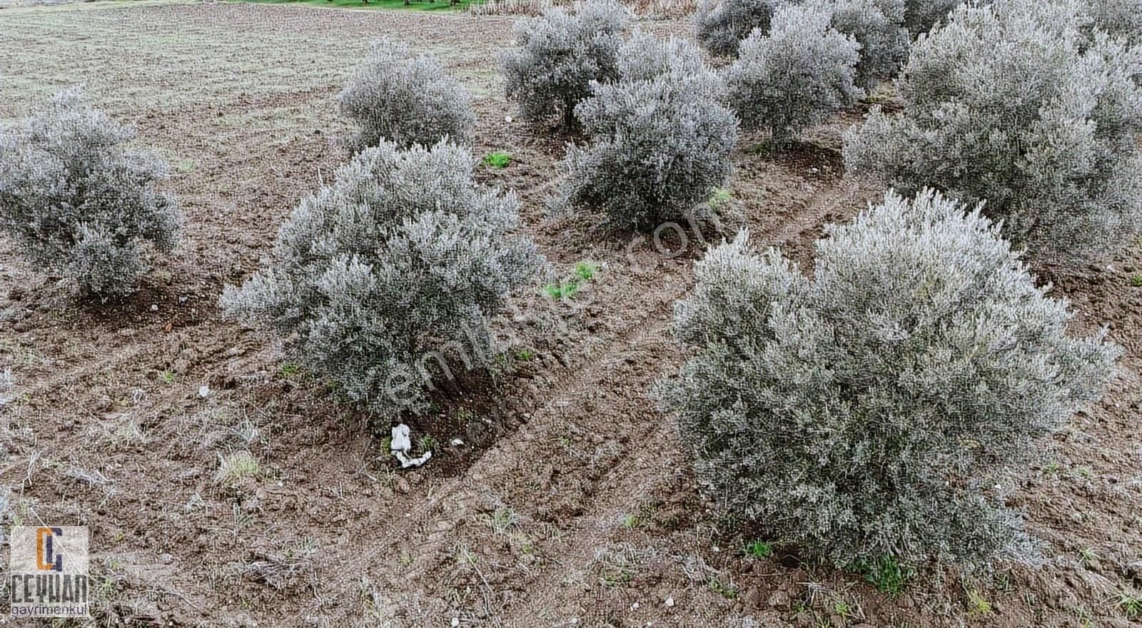 Büknüş' Te Satılık Zeytinli Tarla - Görsel 23