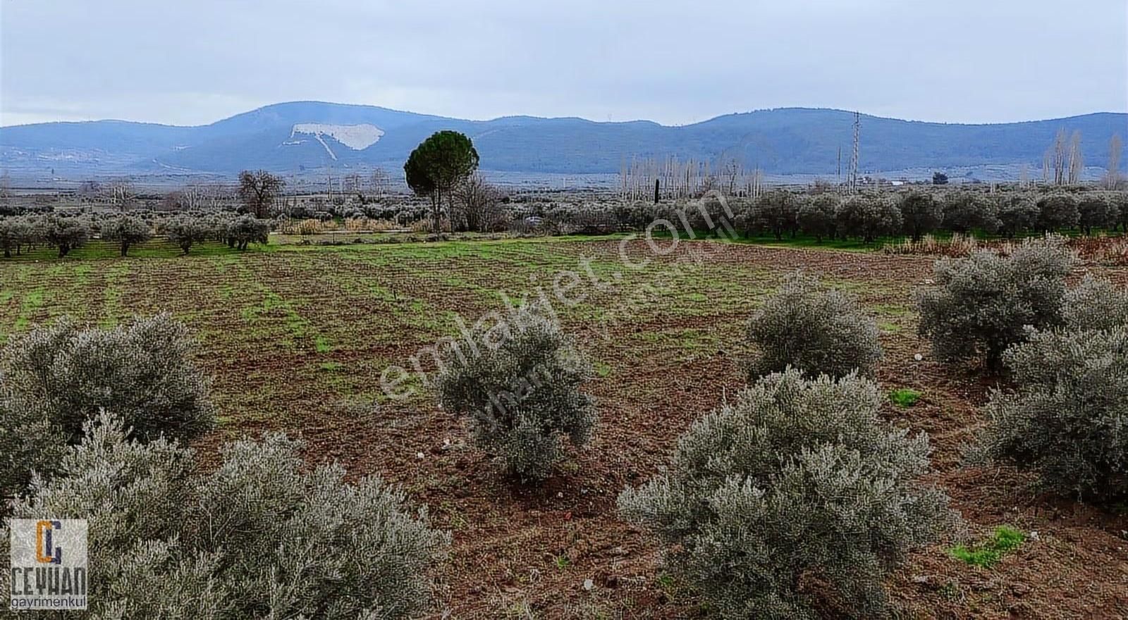 Büknüş' Te Satılık Zeytinli Tarla - Görsel 16