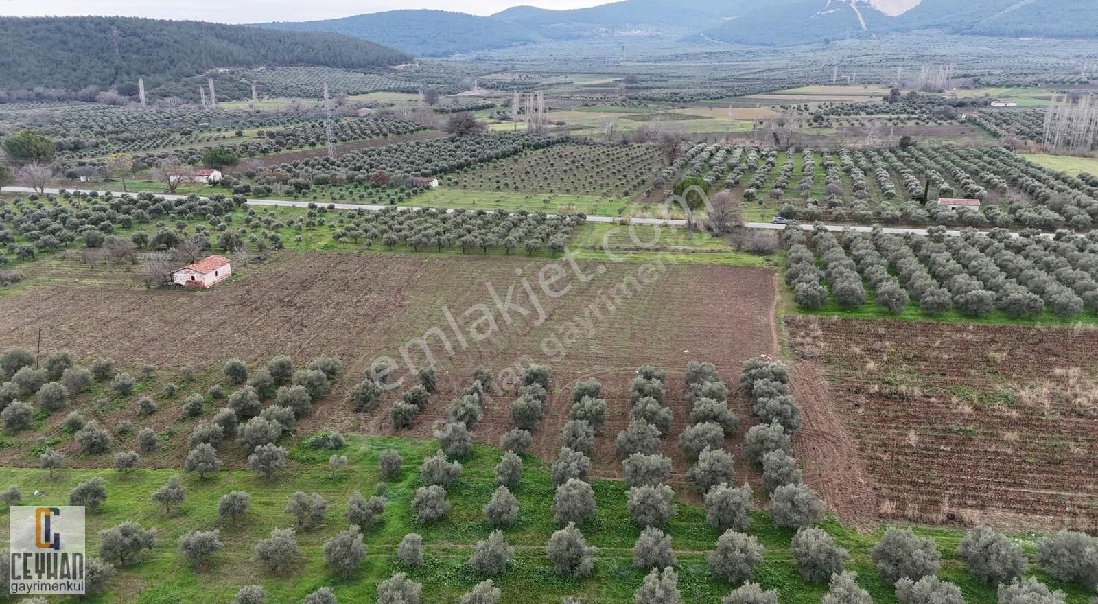 Büknüş' Te Satılık Zeytinli Tarla - Görsel 24