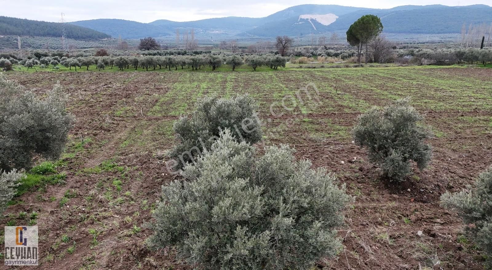 Büknüş' Te Satılık Zeytinli Tarla - Görsel 5