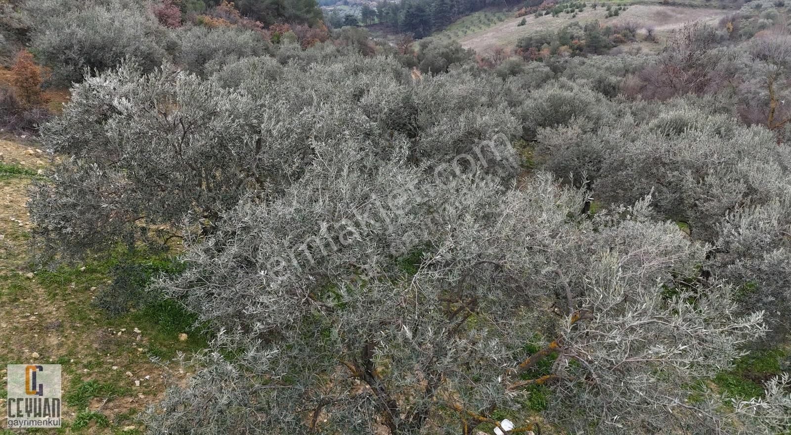 Arabacıbozköy'de Satılık Zeytinlik - Görsel 12