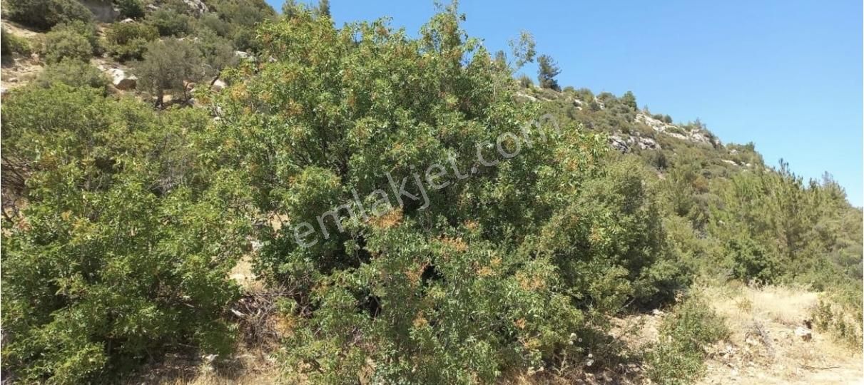 Silifkenin Köy Yerleşik Alanı İçinde Kalan En Ucuz Arazi - Görsel 3