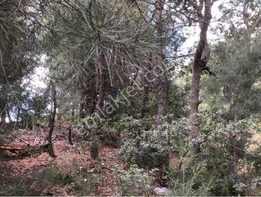 Hem Yola Hem Madenlere Yakın Düz Arazi - Görsel 5