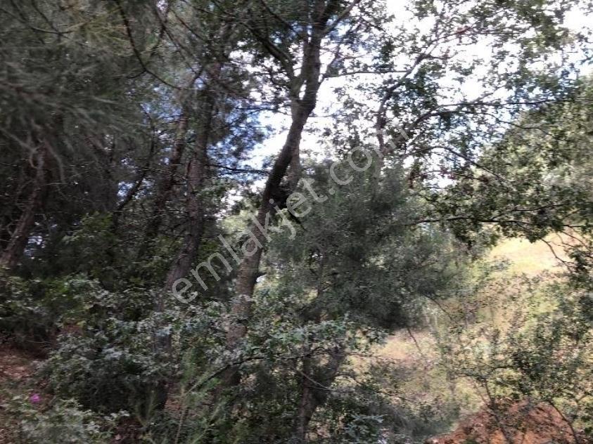 Hem Yola Hem Madenlere Yakın Düz Arazi - Görsel 2