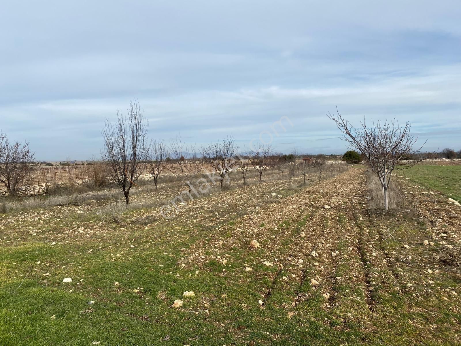 Buldan Güneyde Satılık Üzüm Bağı - Görsel 5
