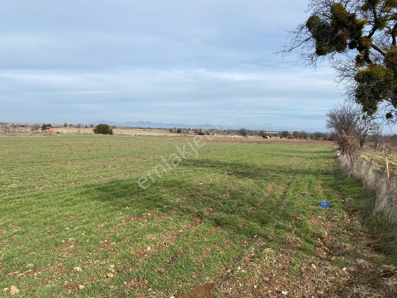 Buldan Güneyde Satılık Üzüm Bağı - Görsel 4
