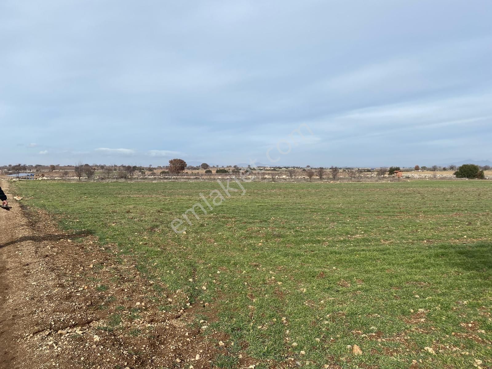 Buldan Güneyde Satılık Üzüm Bağı - Görsel 3