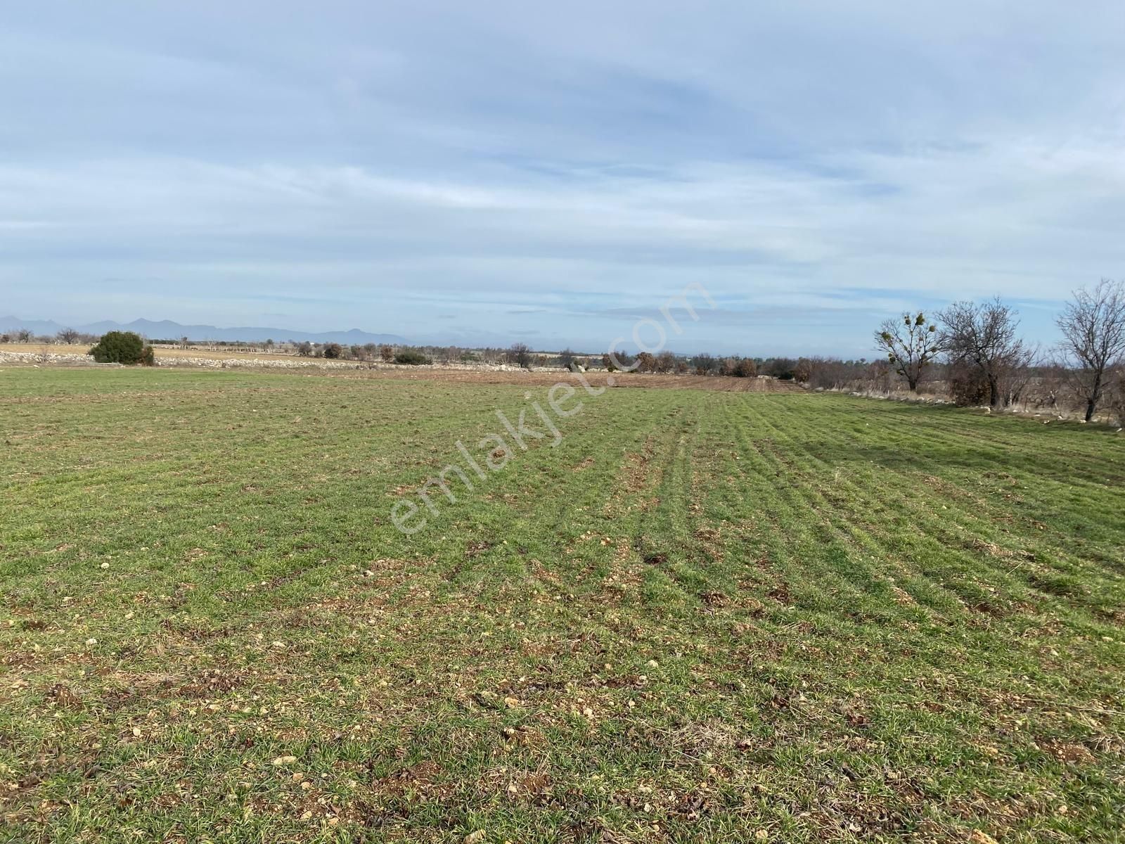 Buldan Güneyde Satılık Üzüm Bağı - Görsel 2