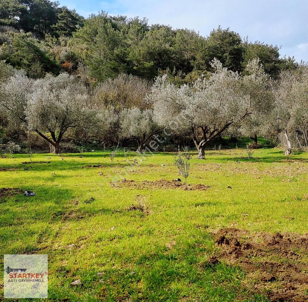 Menemen Emiralemde Satılık 3747 M2 Yola Cepheli Zeytinlik Tarla - Görsel 3