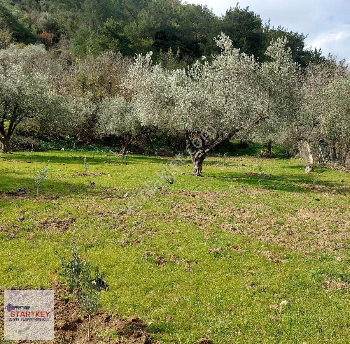 Menemen Emiralemde Satılık 3747 M2 Yola Cepheli Zeytinlik Tarla - Görsel 8