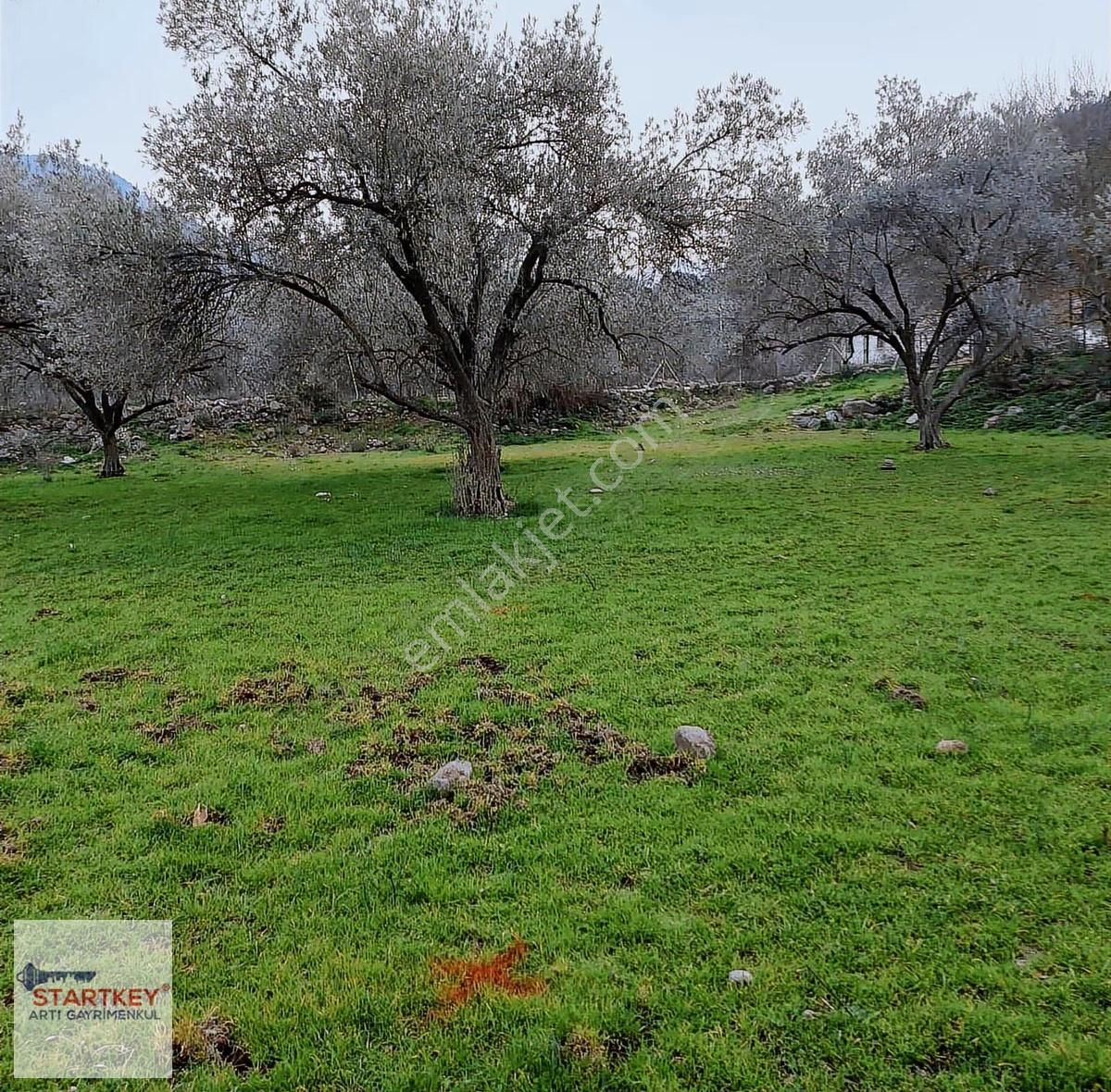 Menemen Emiralemde Satılık 3747 M2 Yola Cepheli Zeytinlik Tarla - Görsel 5