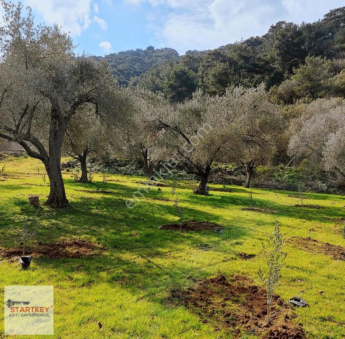 Menemen Emiralemde Satılık 3747 M2 Yola Cepheli Zeytinlik Tarla