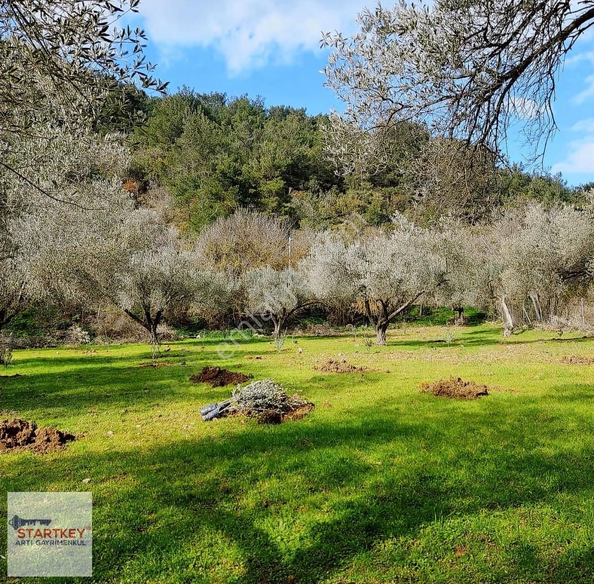 Menemen Emiralemde Satılık 3747 M2 Yola Cepheli Zeytinlik Tarla - Görsel 6