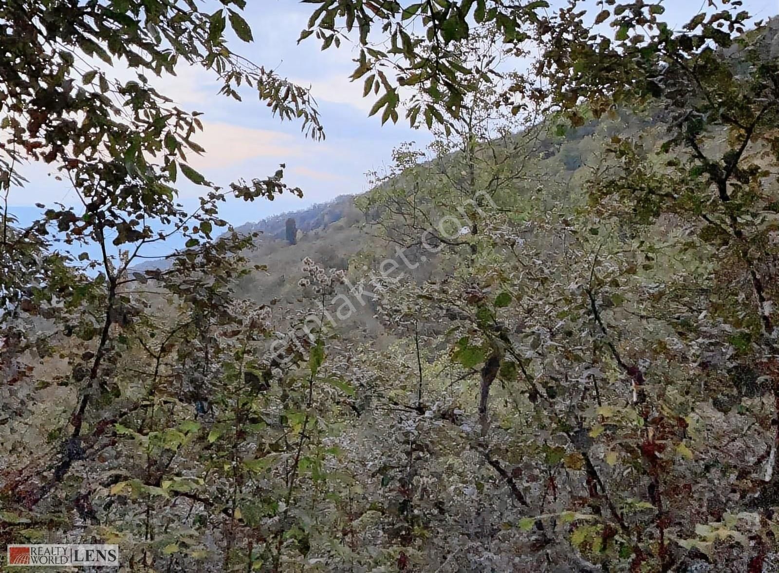 Gölyaka Saçmalıpınar Köyünde 1371 M2 Fındık Tarlası - Görsel 4