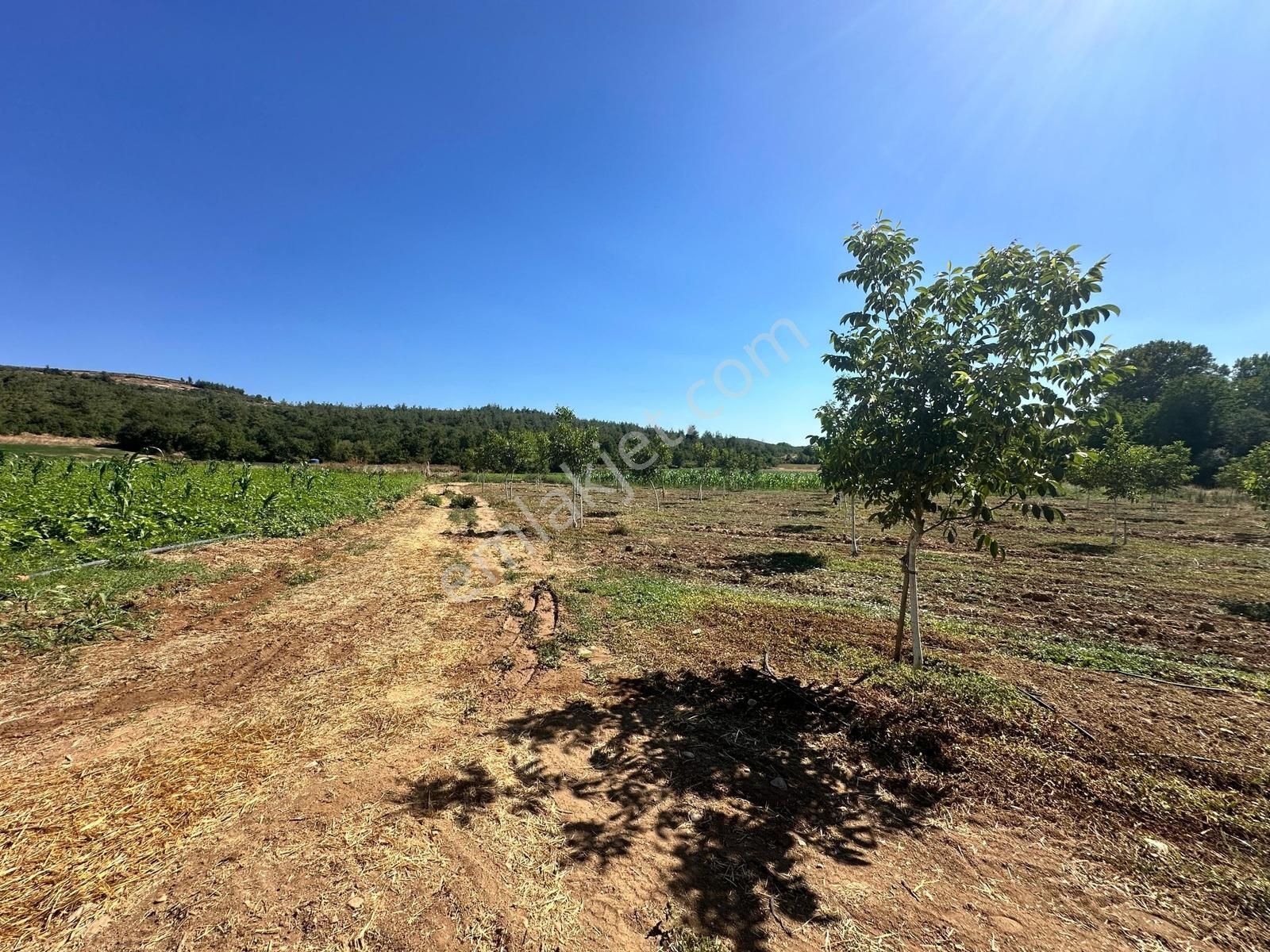 Beynil'den Bursa Yenişehir Günece Köyü'nde 9438 M2 Satılık Tarla - Görsel 5