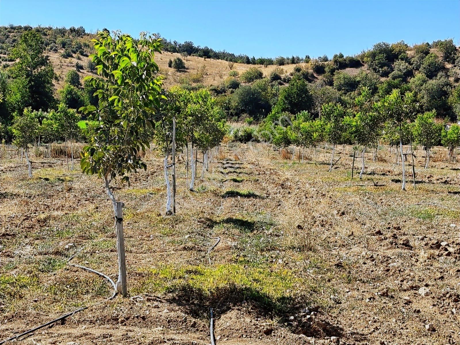 Beynil'den Bursa Yenişehir Günece Köyü'nde 9438 M2 Satılık Tarla - Görsel 13