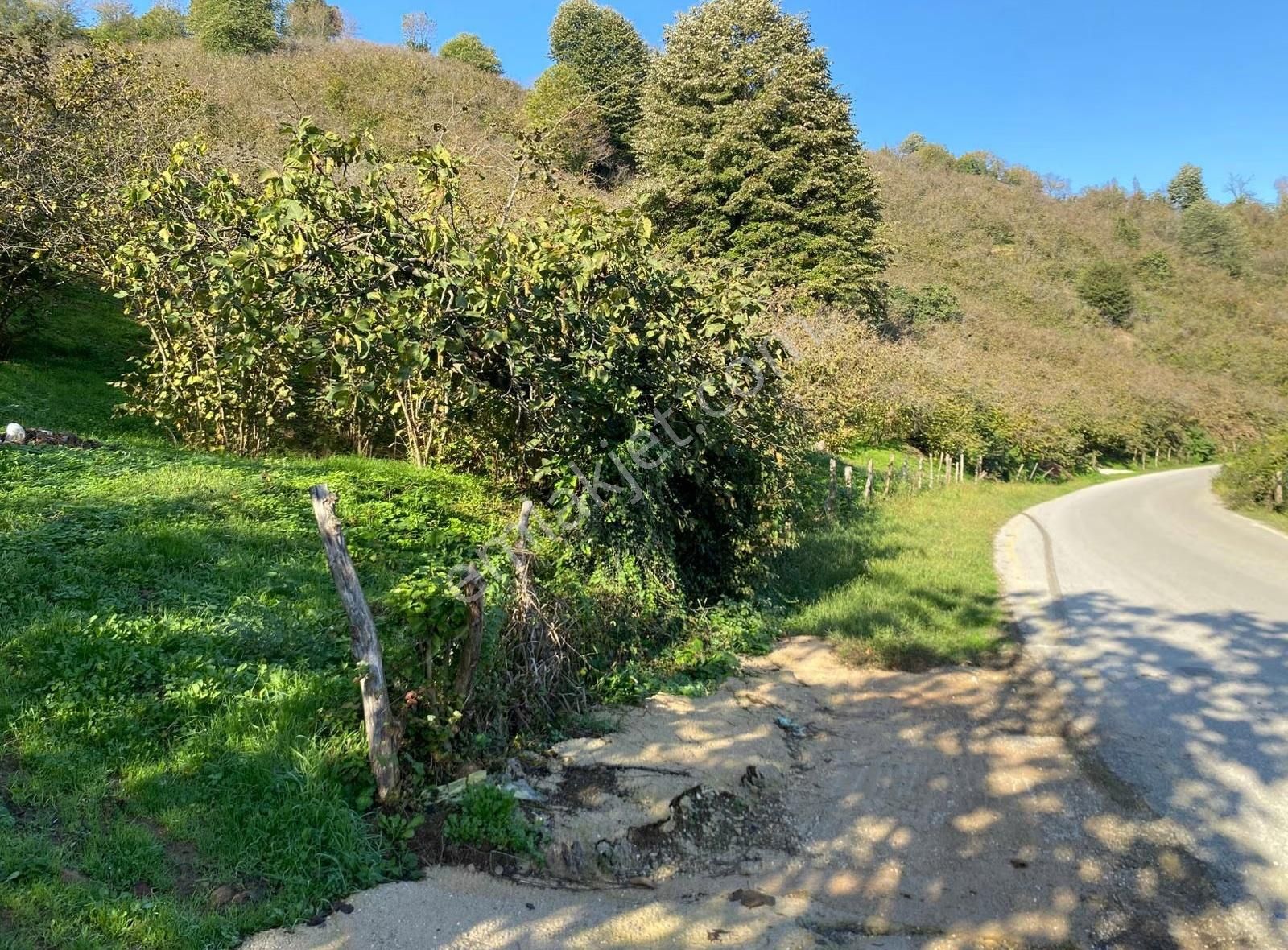 Akçakocada Asfalt Yola Cephe 3.728m2 Ev Yapımına Uygun Fındıklık - Görsel 5