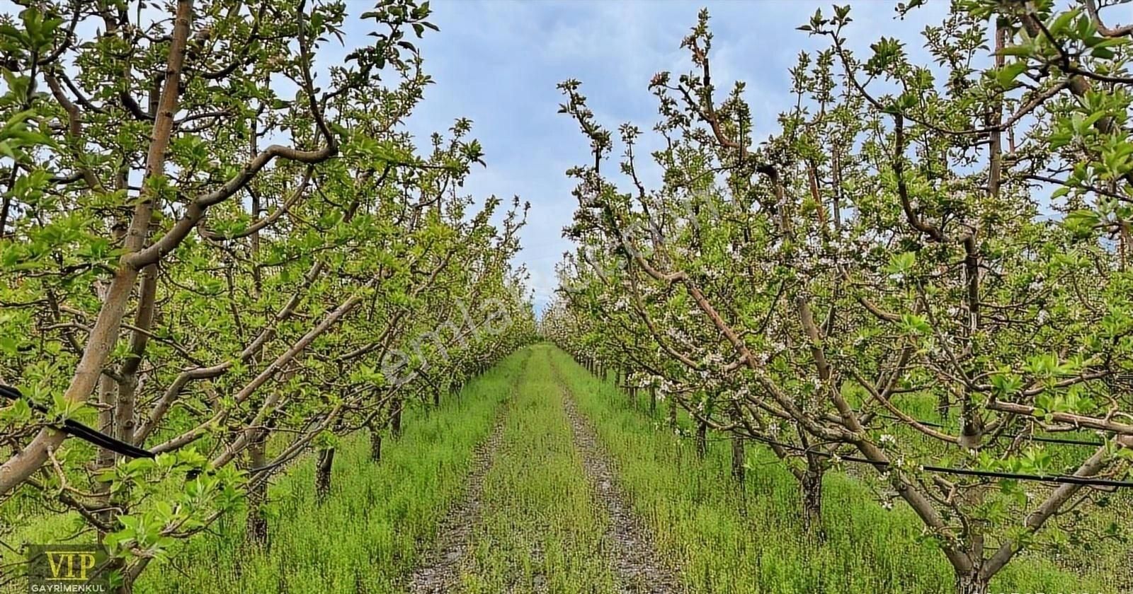 Vıp Gayrimenkul'den Düdenköy Mah. En İyi Lokasyonda Elma Bahçesi - Görsel 2
